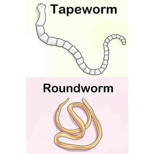 difference between tapeworm and roundworm