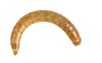 STORE COLLECTION ONLY - Mealworm Pre-Packed