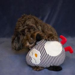 Cupid & Comet Stripey Crinkle Penguin Dog Toy