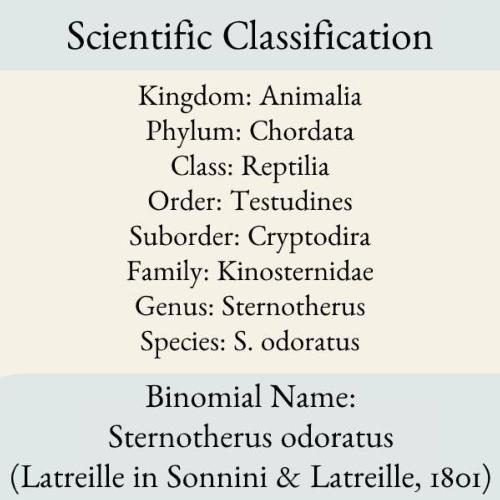 scientific classification of musk turtle
