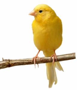 canary care