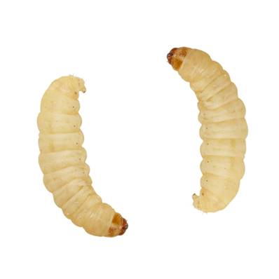 STORE COLLECTION ONLY - Waxworms Tub 15g