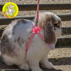 Ancol Rabbit Harness And Lead Set Pink