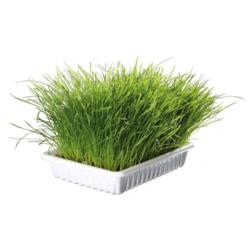 Trixie Cat Soft Grass Dish 100g