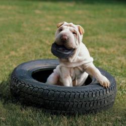 KONG Extreme Traxx Tough Dog Tyre Toy - Medium/Large 11cm