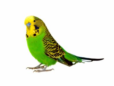 budgie care