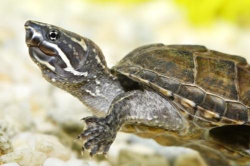 choosing substrate for musk turtle