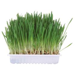 Trixie Cat Grass Barley Seed Bowl/approx 100g